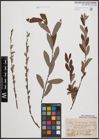 Foto von Salix cinerea L. x Salix purpurea L.